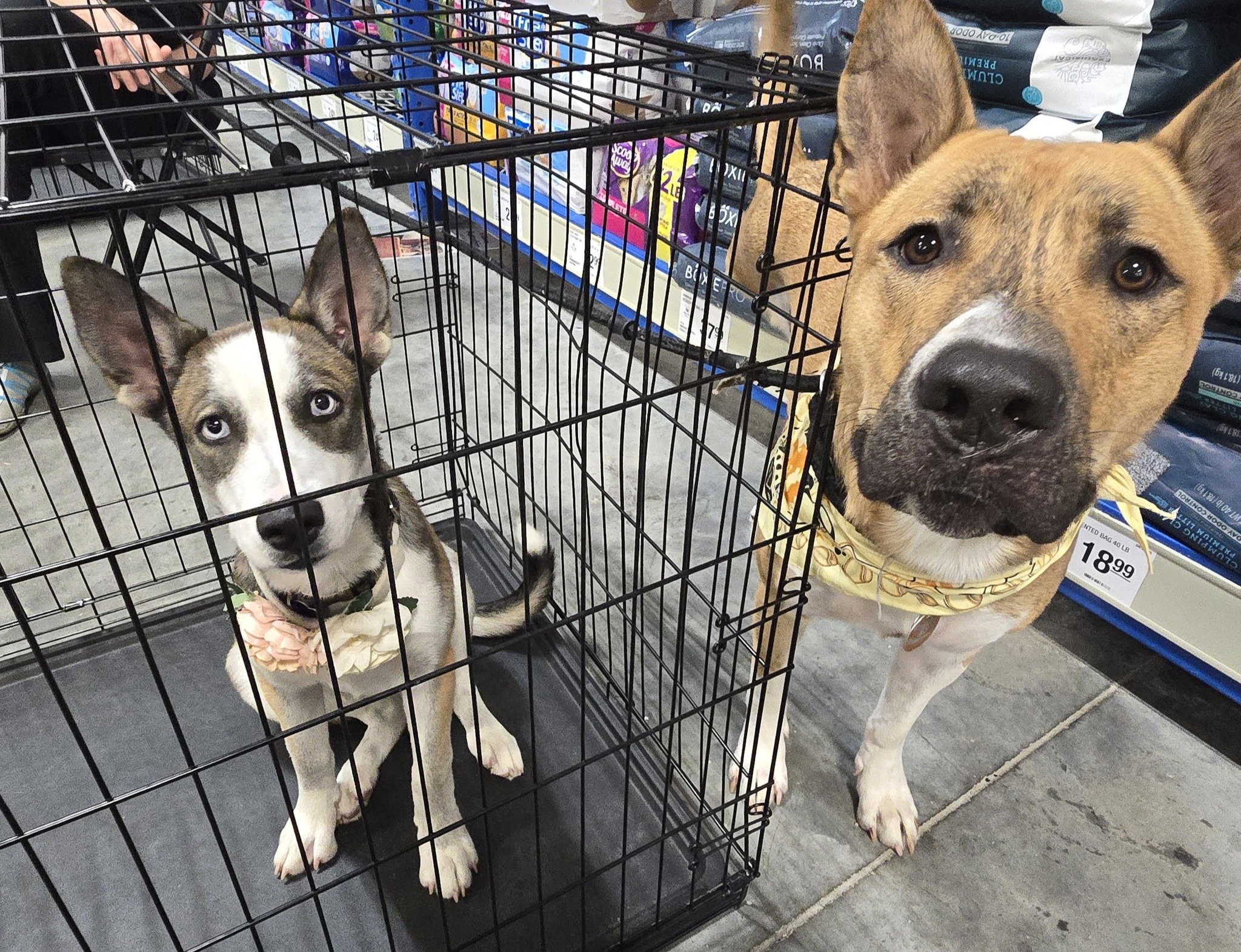Needy Paws Rescue -... - Needy Paws Rescue - St. Louis, MO