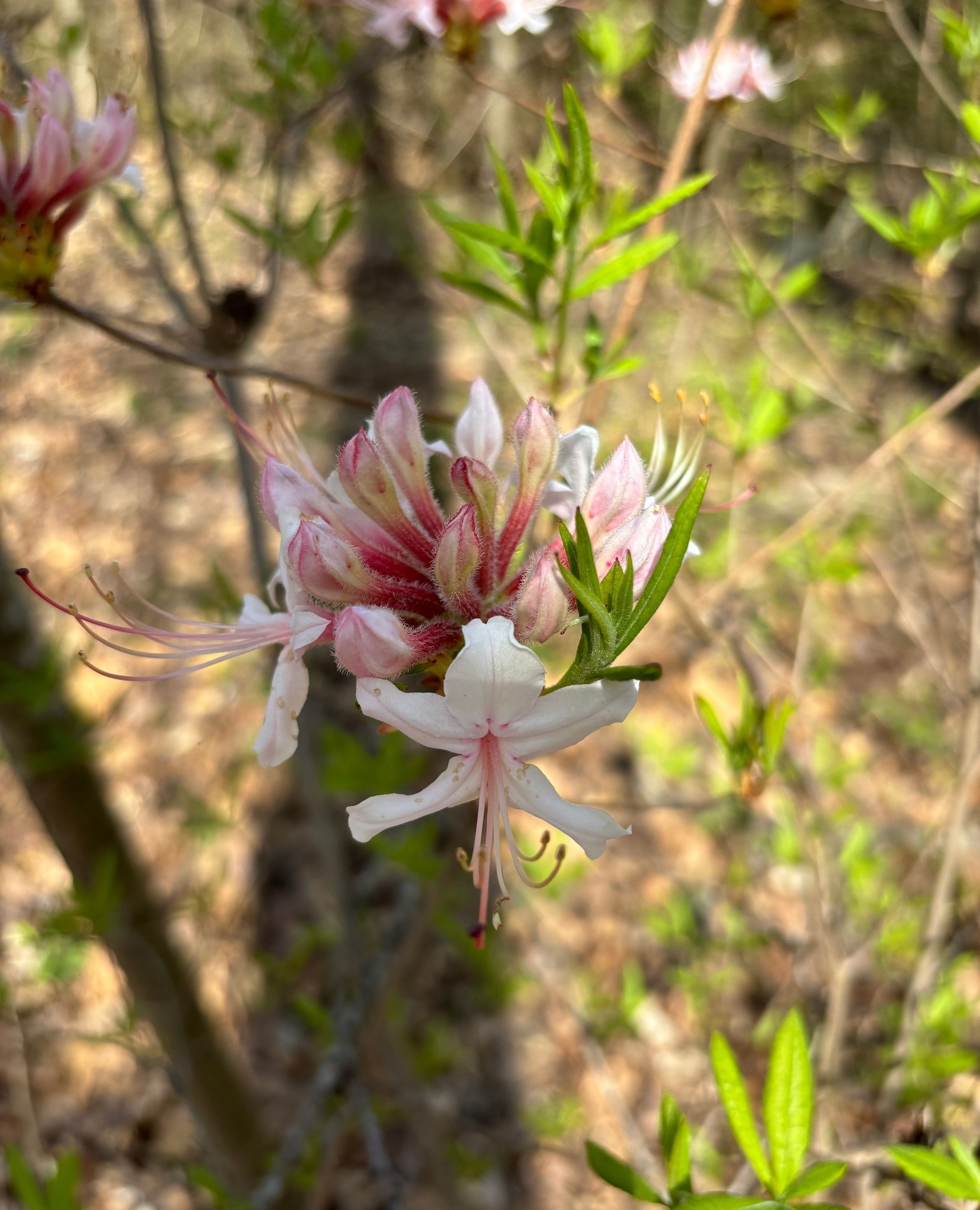 Deep Roots Natural Medicine | Charlotte NC
