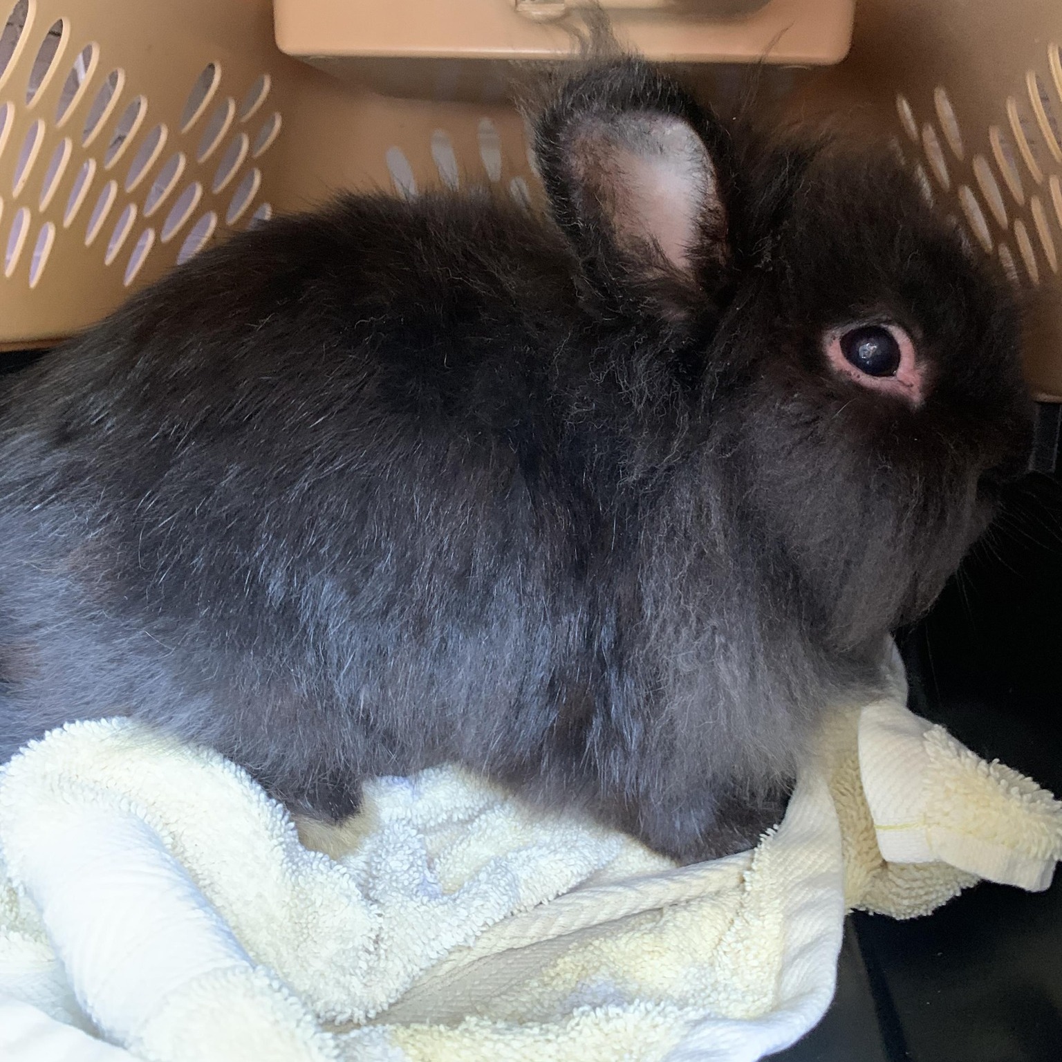 Orlando Rabbit Care & Adoptions | Longwood FL