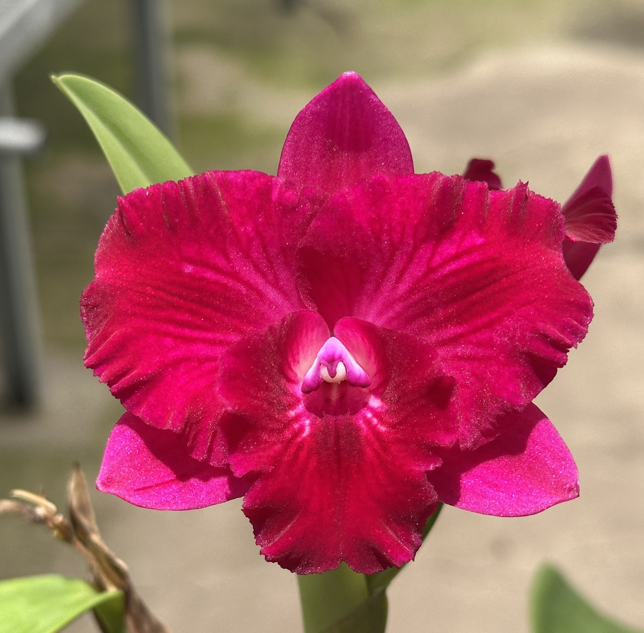 Pot. Rubescent Doll x Slc. Angel's Fantasy) 'SVO'