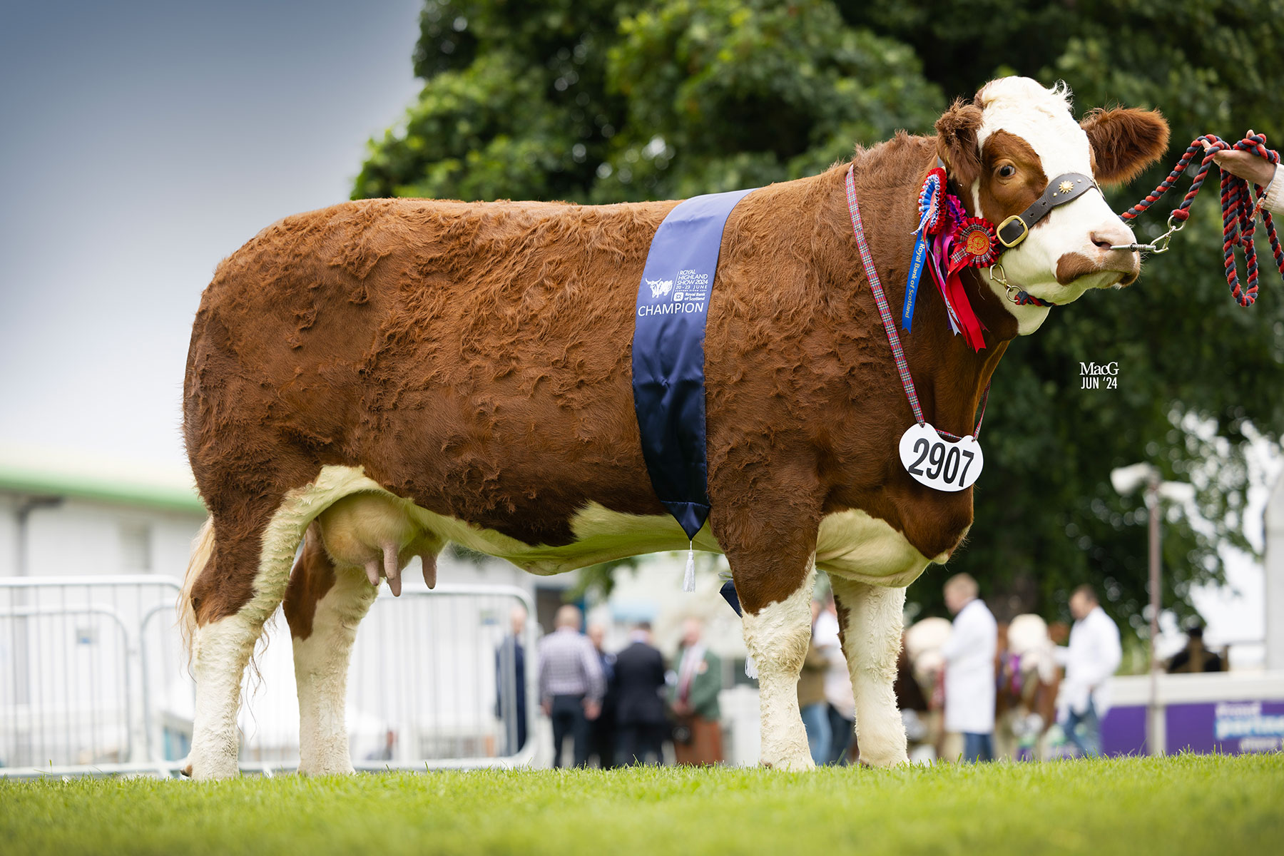 British Simmental Cattle Society - Annick Ginger's Lucia pictured at ...