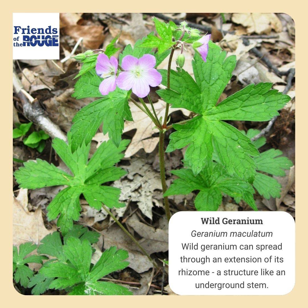 Friends - Well done Friends! 💚 You all know your native plants! This ...