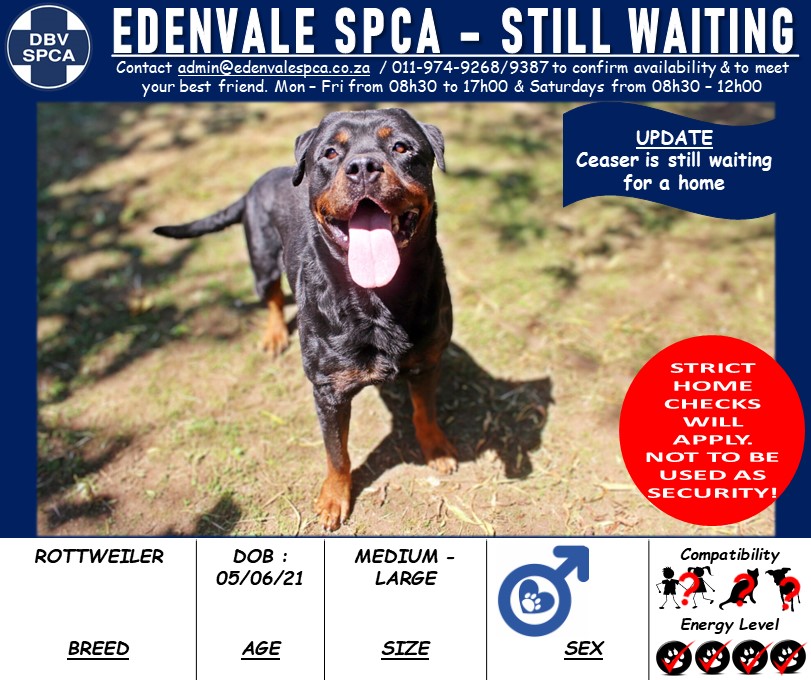 Edenvale - ADOPTED 🎉🎉🎉 NOT TO BE USED AS SECURITY. HE MUST BE PART OF ...