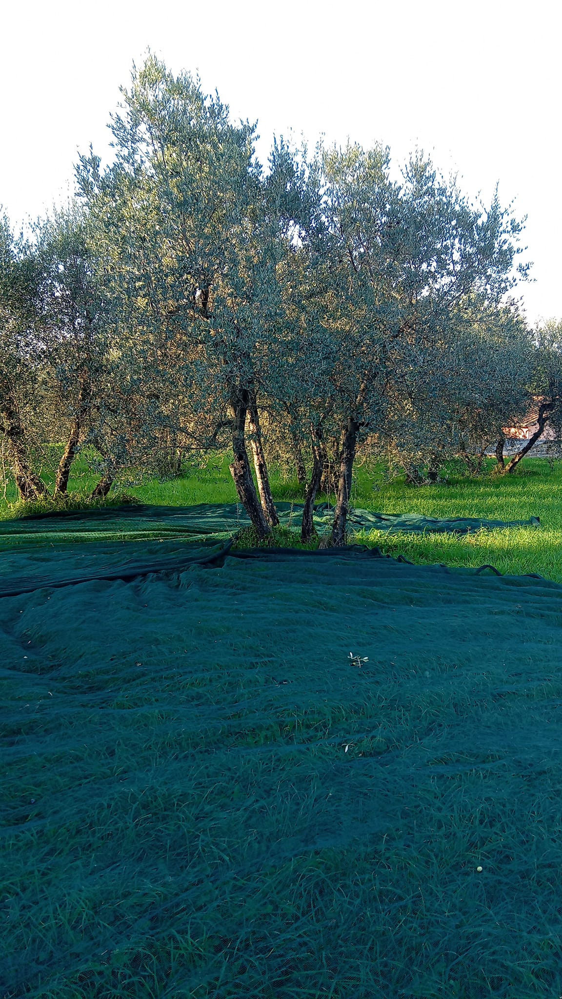 il-querciolo-azienda-biologica-agriturismo-e-cantina-in-toscana