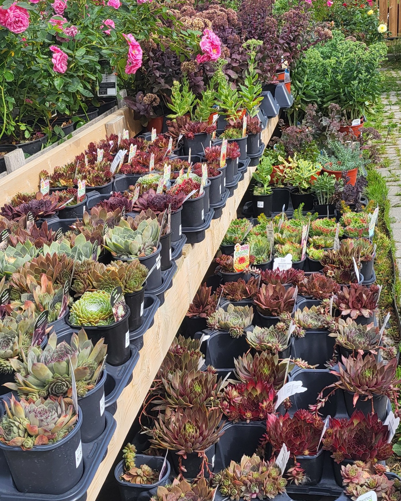 Plant Ranch Inc. | Regina SK