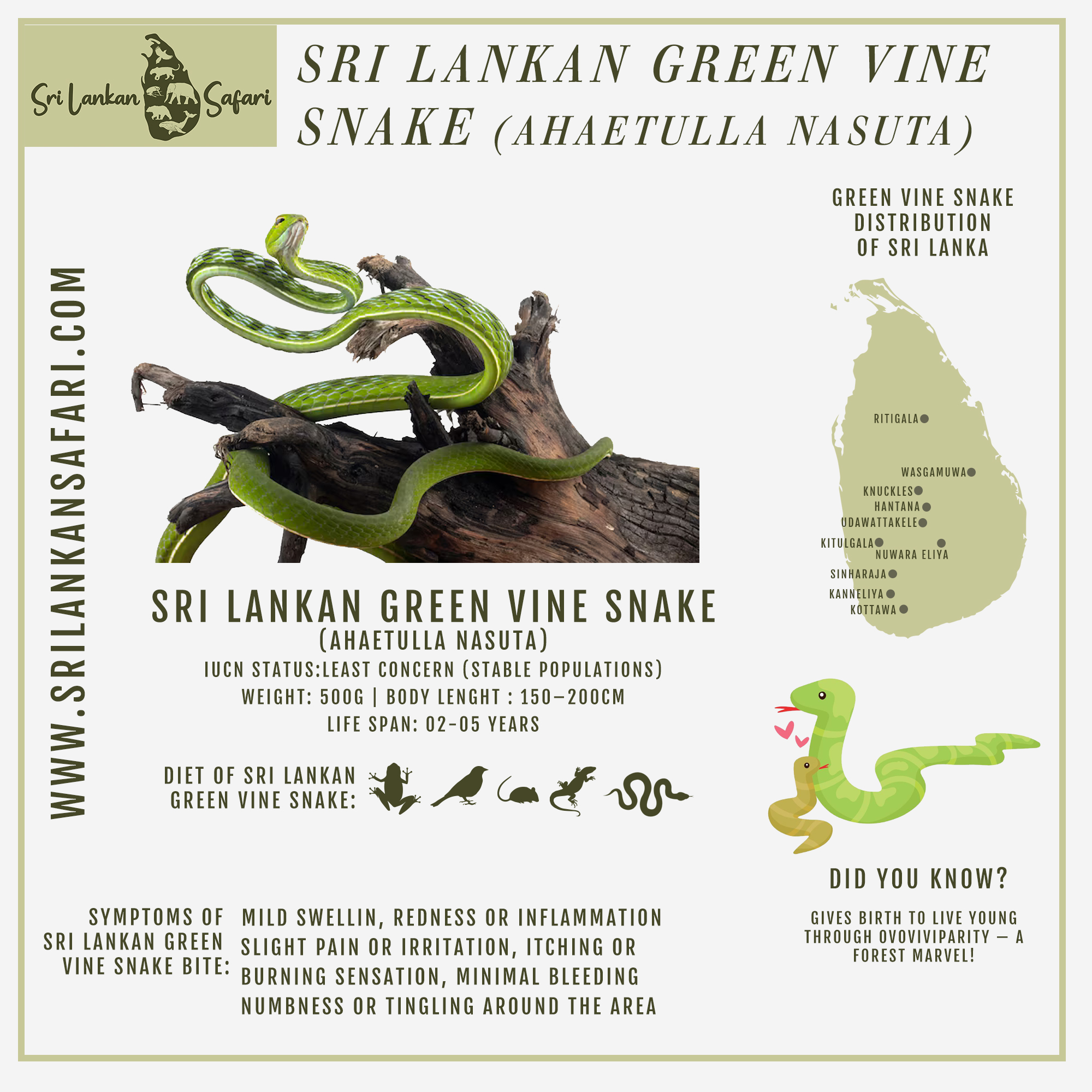 Sri - 🌿 Sri Lankan Green Vine Snake (Ahaetulla nasuta) 🐍 This ...