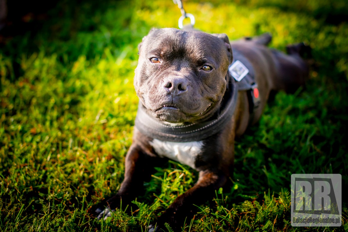 Lendog