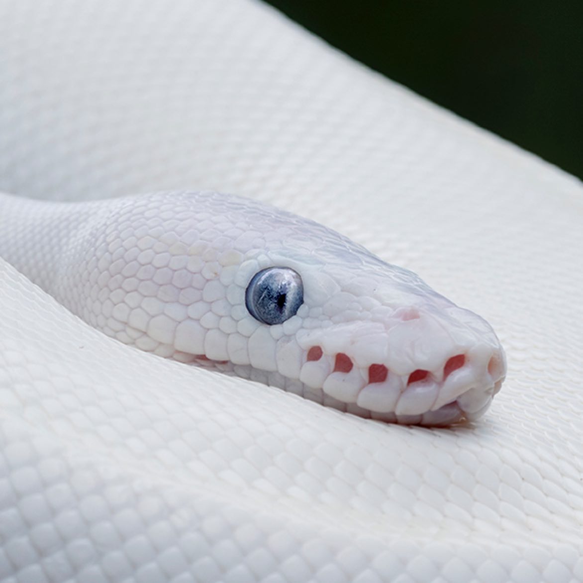 The Reptile Report - SO pretty! 🤍💙 Leucistic ball python portrait by ...