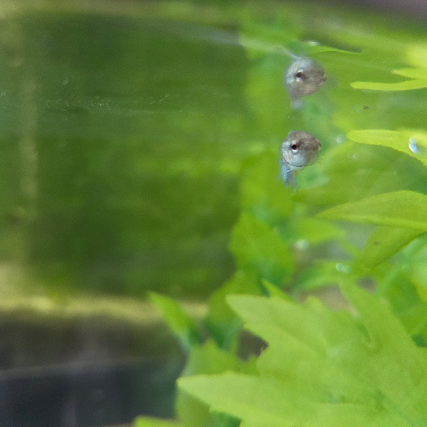 Friends of Philip Fish Sanctuary