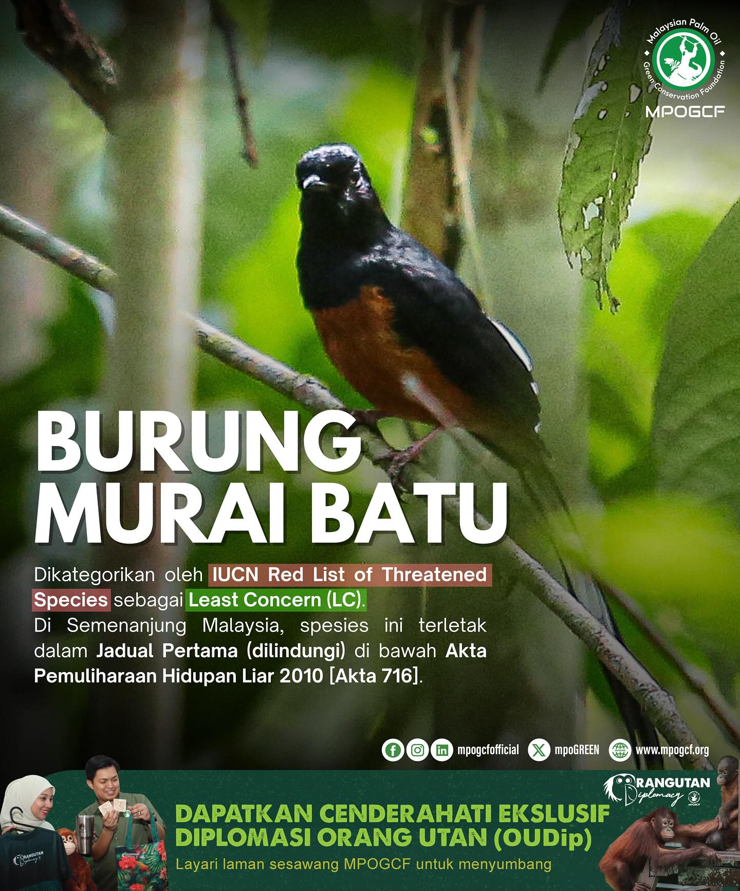 Malaysian - Antara spesies burung yang sering ditemui dalam lanskap ...