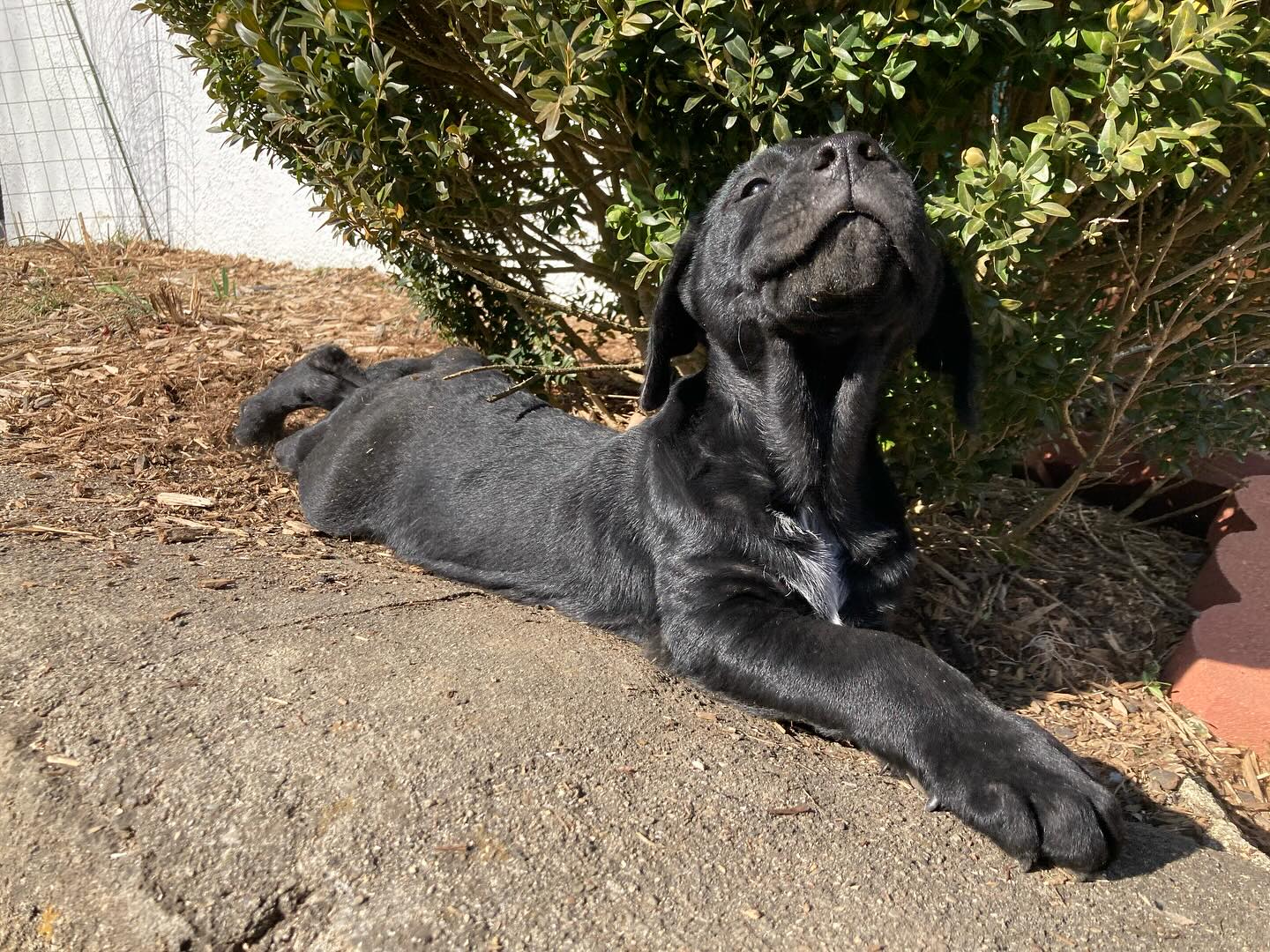 Cincinnati Lab Rescue