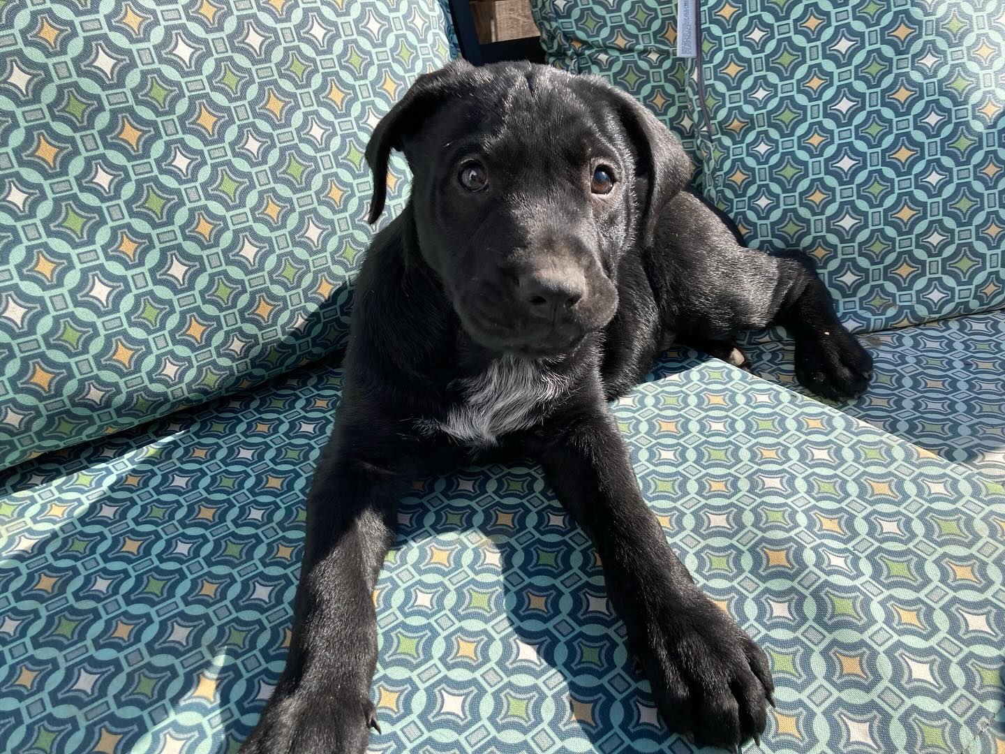 Cincinnati Lab Rescue