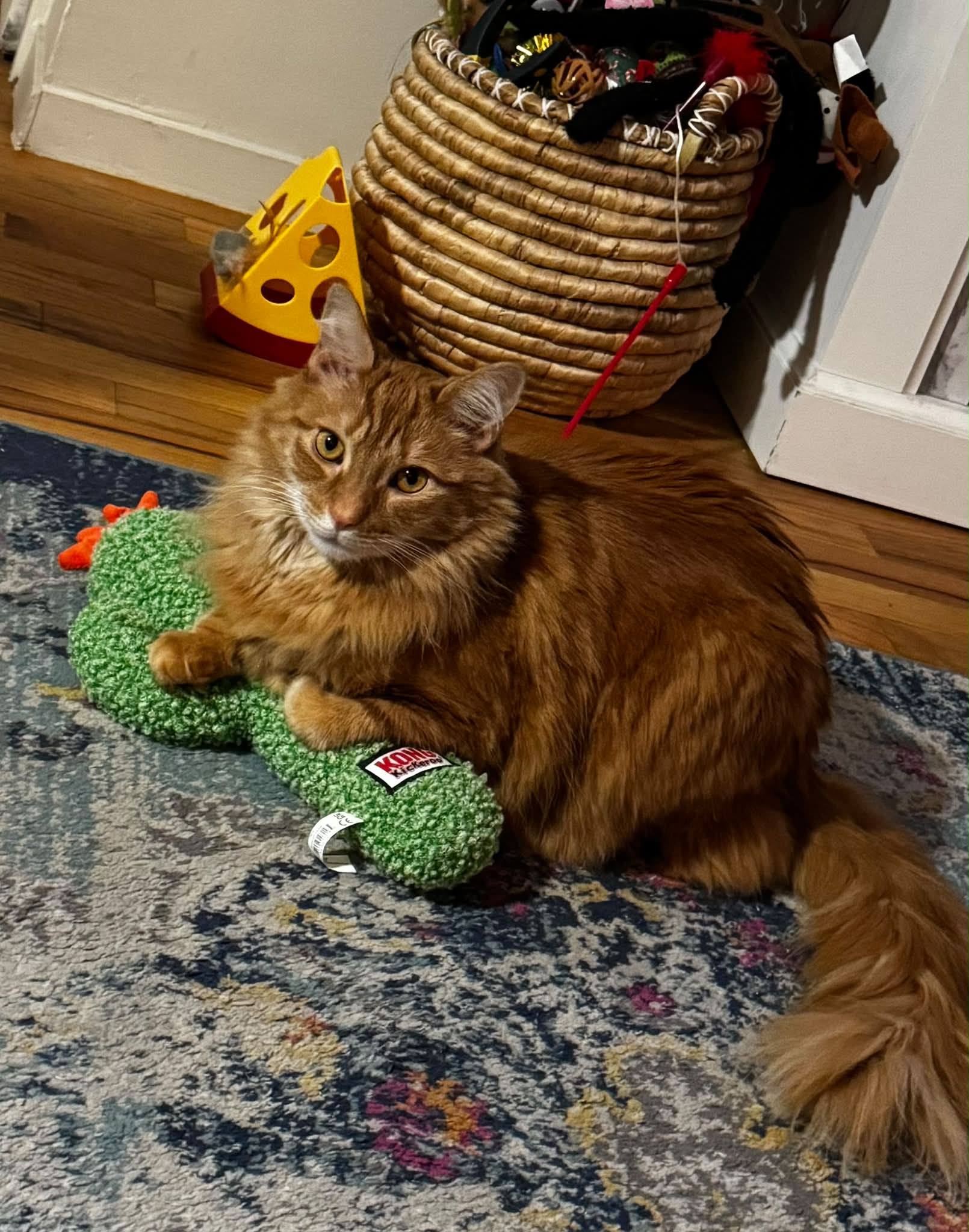 My orange cat Zeus Richard's dramatic personality