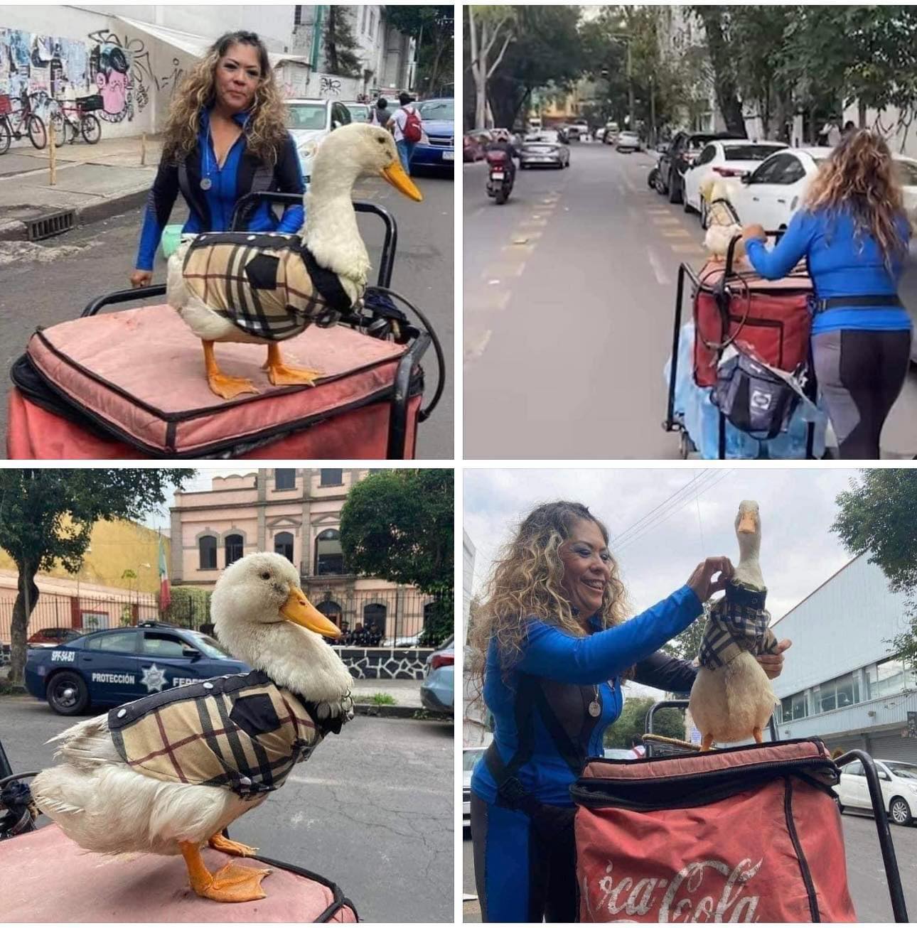Radio - #Viral | CONOCE A “MERLYN”, EL PATO QUE VENDE AGUA EN LA CIUDAD ...