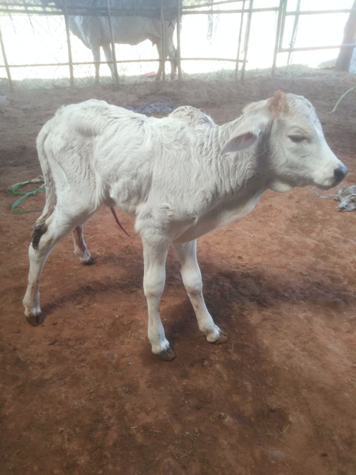 VM Cattle Ranch កសិដ្ឋានចិញ្ចឹមគោ វីអឹម | Kampot