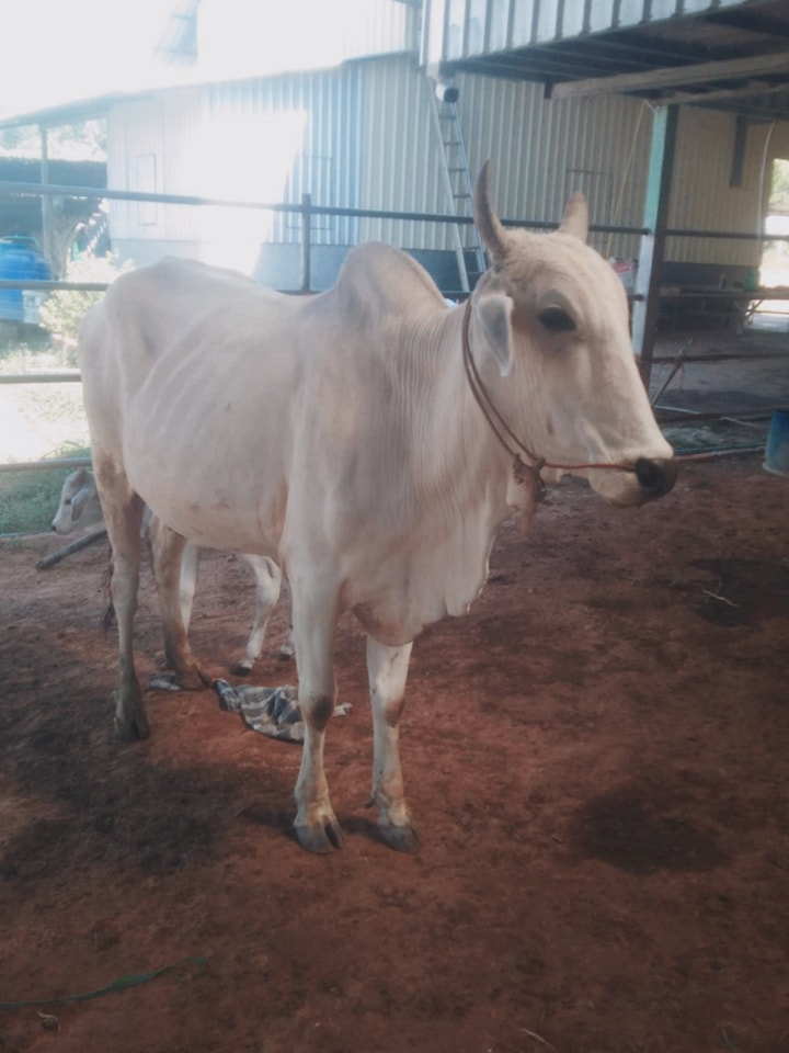 VM Cattle Ranch កសិដ្ឋានចិញ្ចឹមគោ វីអឹម | Kampot