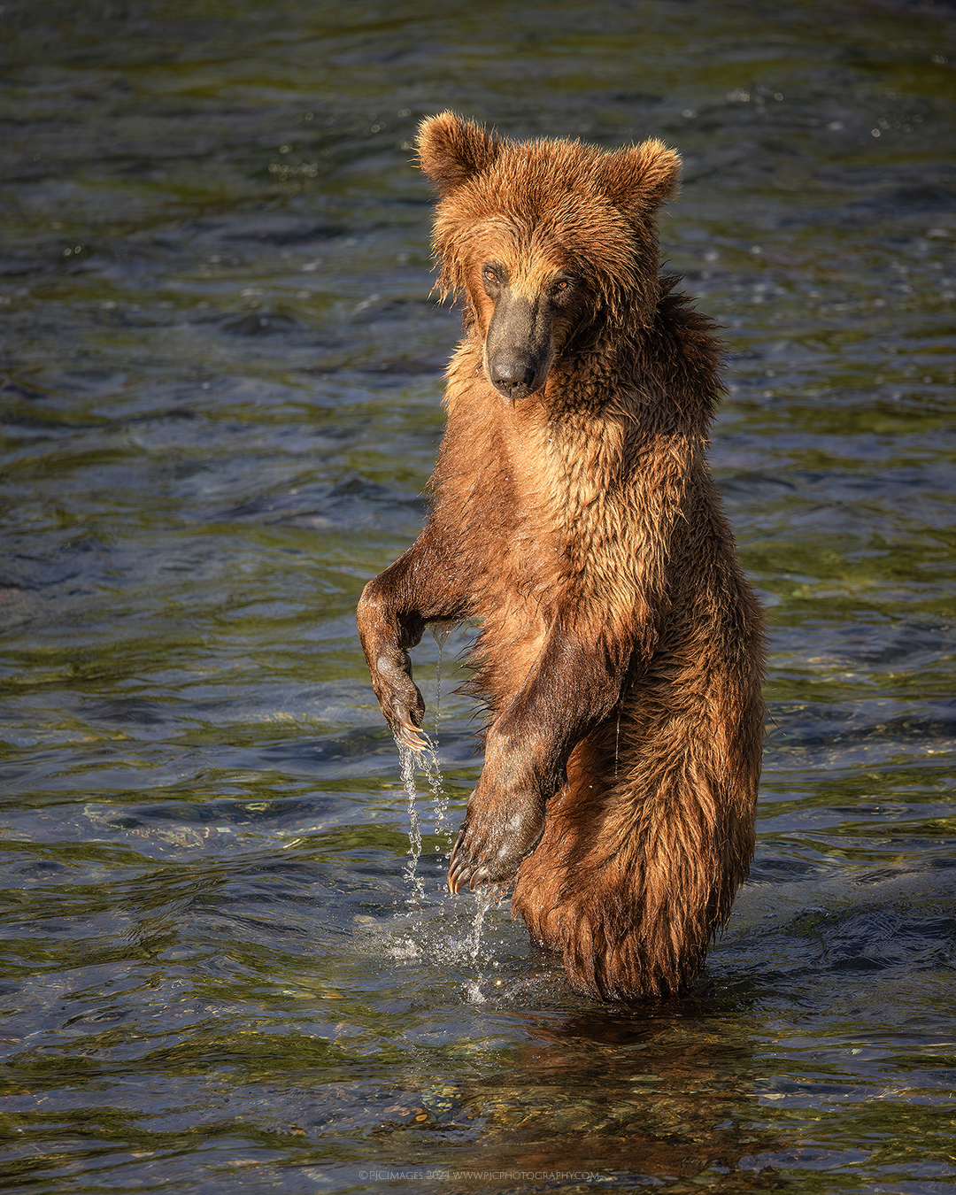 Golden Bear