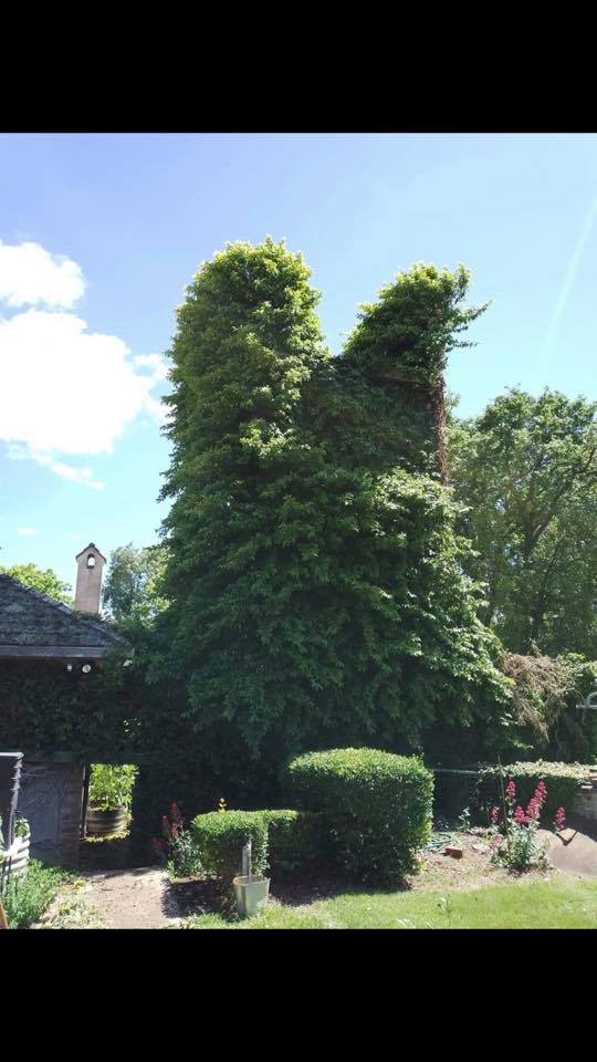 Rouse Tree Services