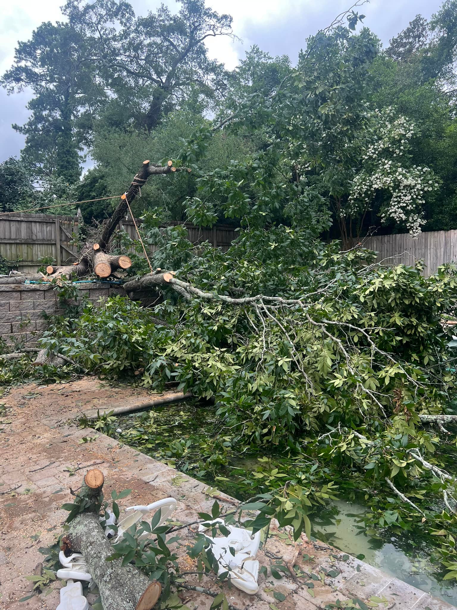 Canopy Tree Service | Lexington SC