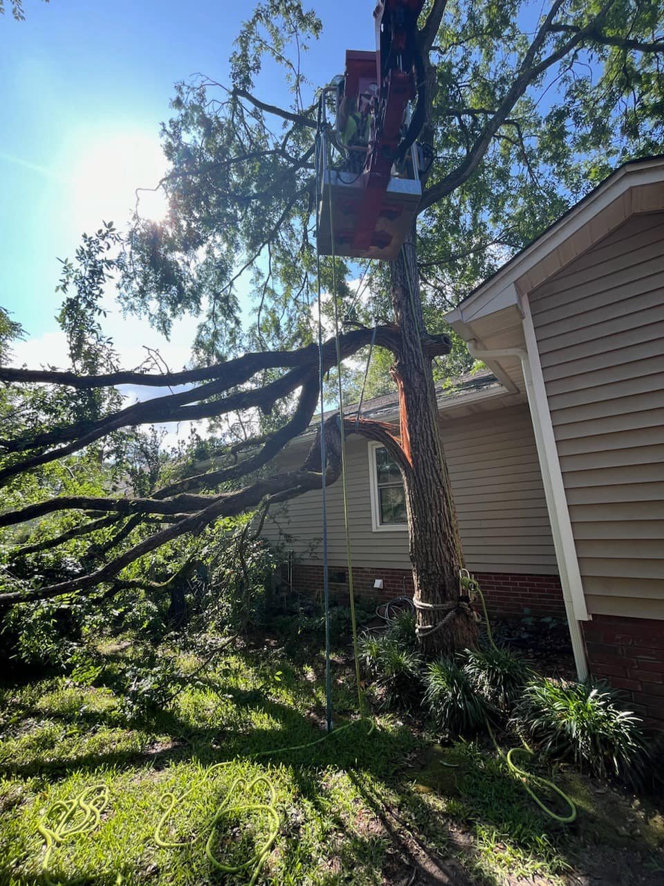 Canopy Tree Service | Lexington SC