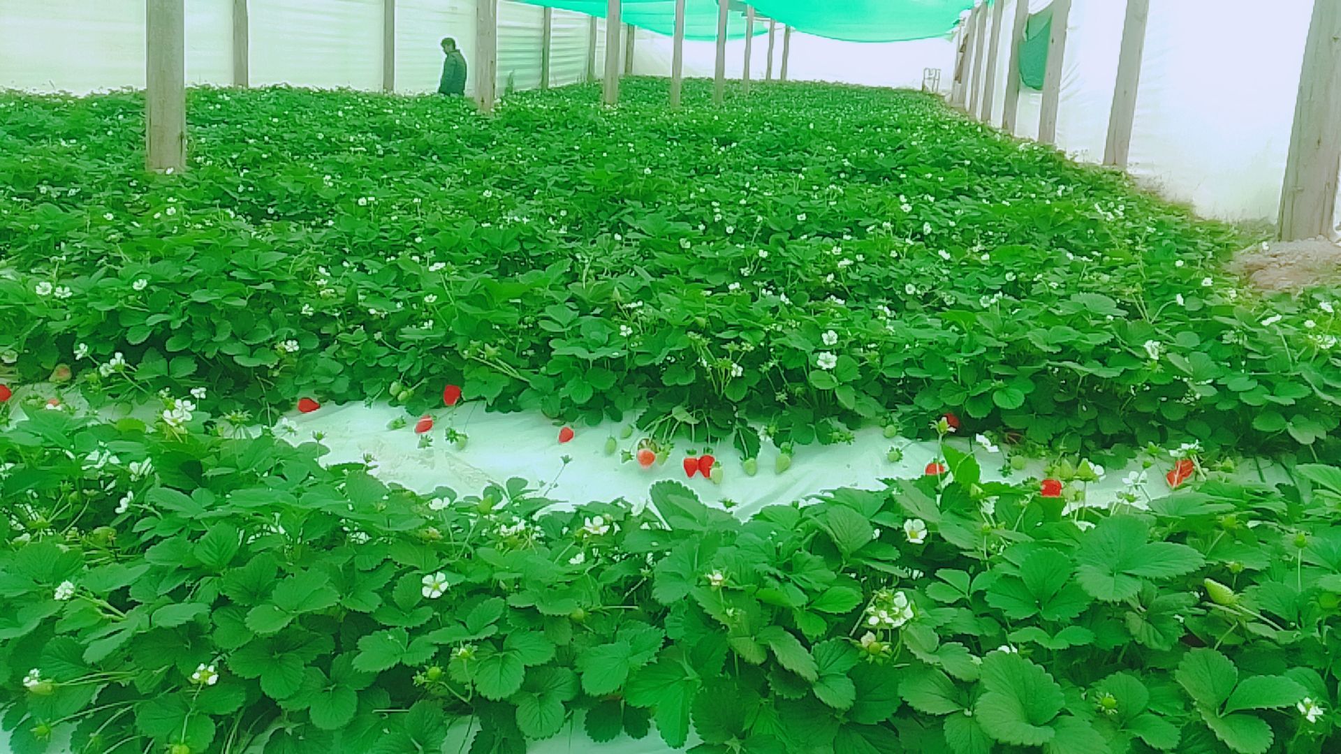 Fresas organicas de Matinga-Taray-Calca