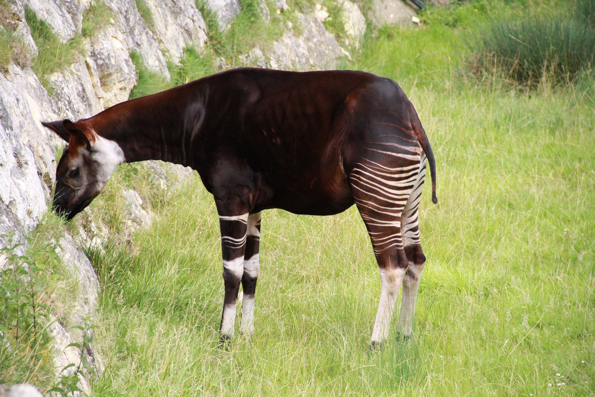L'Okapi est une merveille qui ne se... - Congo RDC Tourisme | Facebook