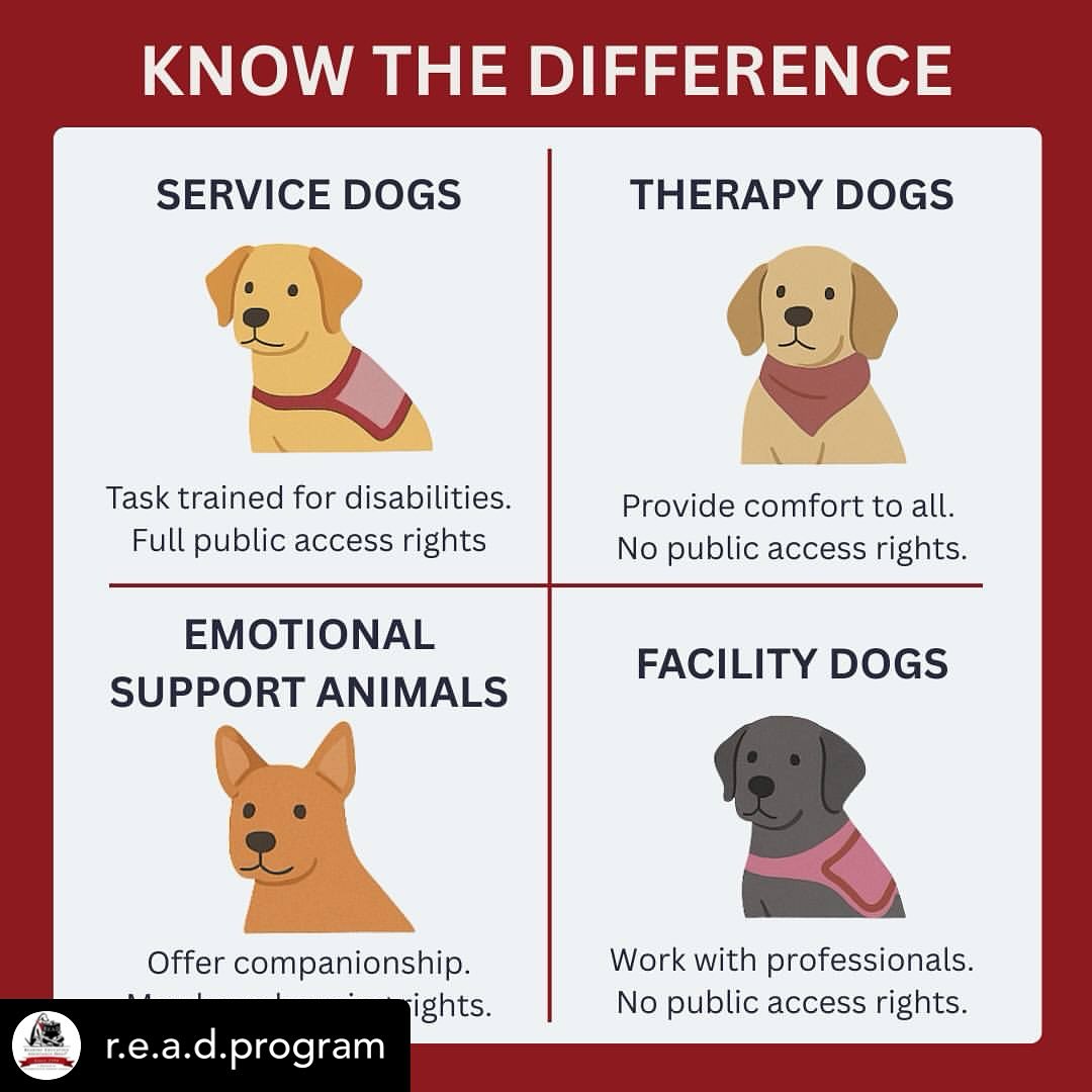 What is a Task Trained Service Dog: Essential Guide