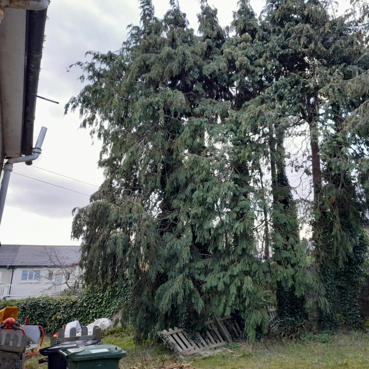 Ryan Tree Services & Landscaping | Dublin