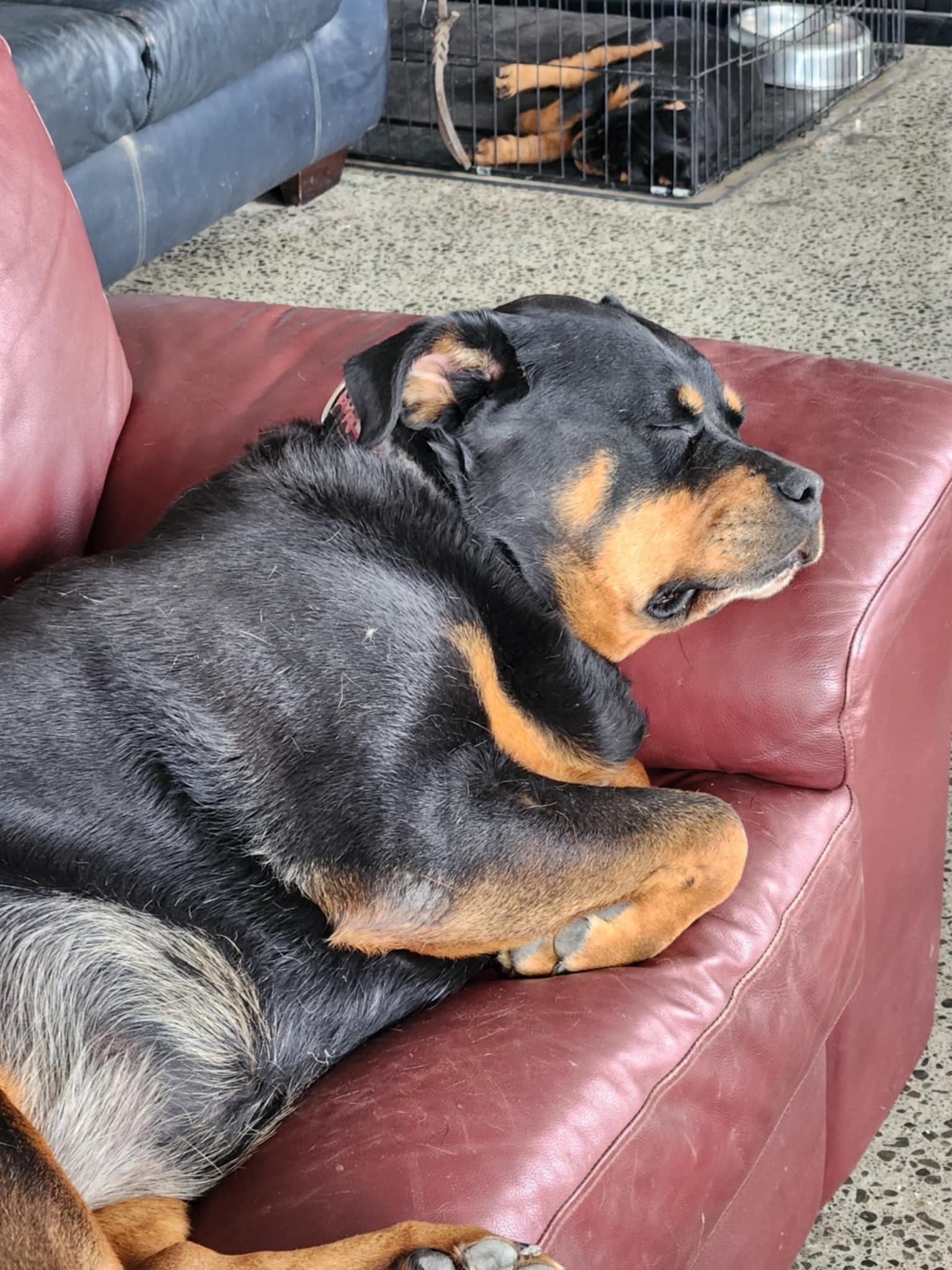 Moya Rottweilers