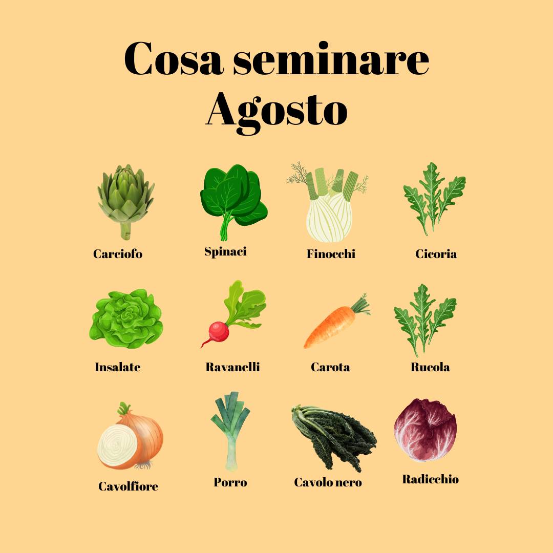 Semi Di Rafano – Ortaggi A Crescita Rapida, 60 Pezzi, Per Giardino Decorativo E Orto Invernale, Regalo Per Appassionati