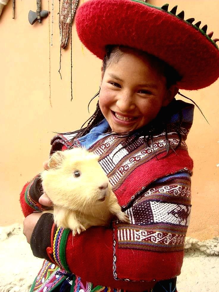 INCA TERRA PERU - CUY O CONEJILLO DE INDIAS EN LA CULTURA...