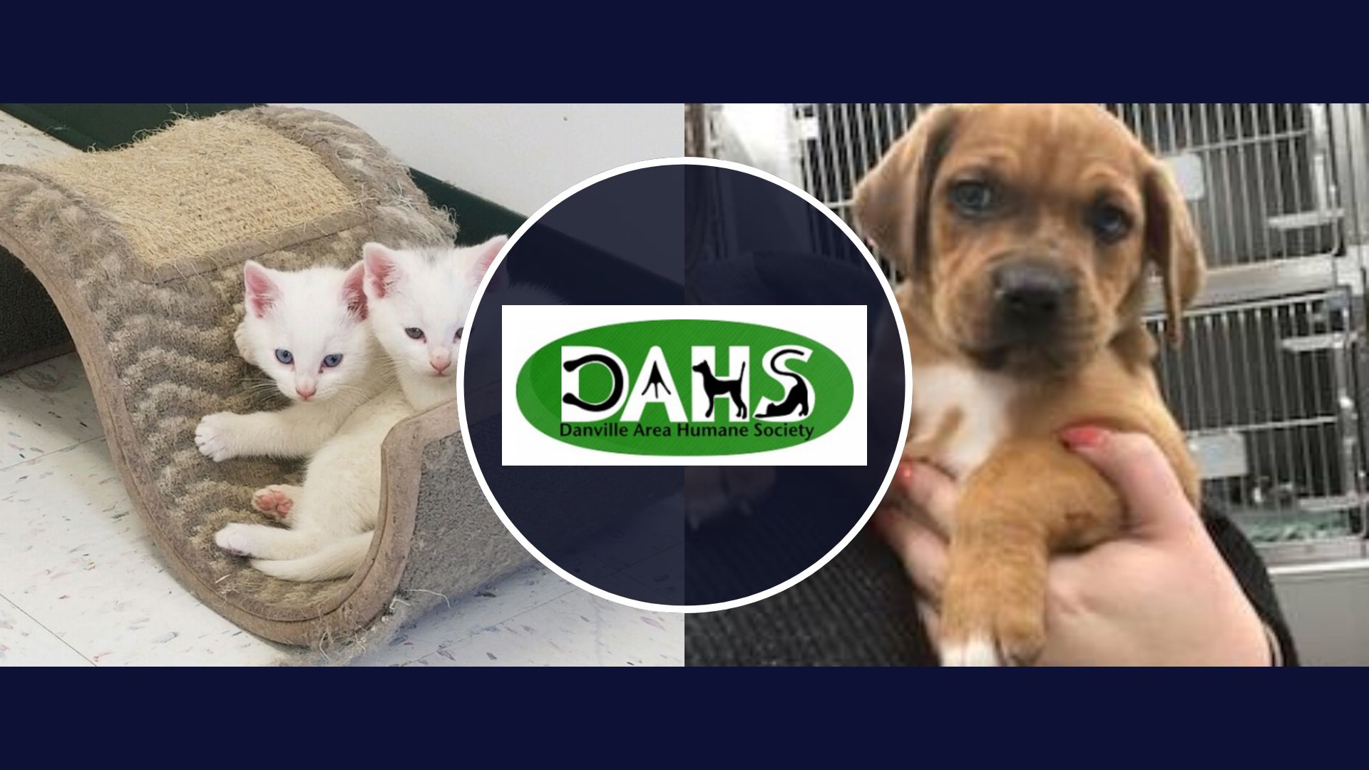 Danville Area Humane Society Virginia | Danville VA