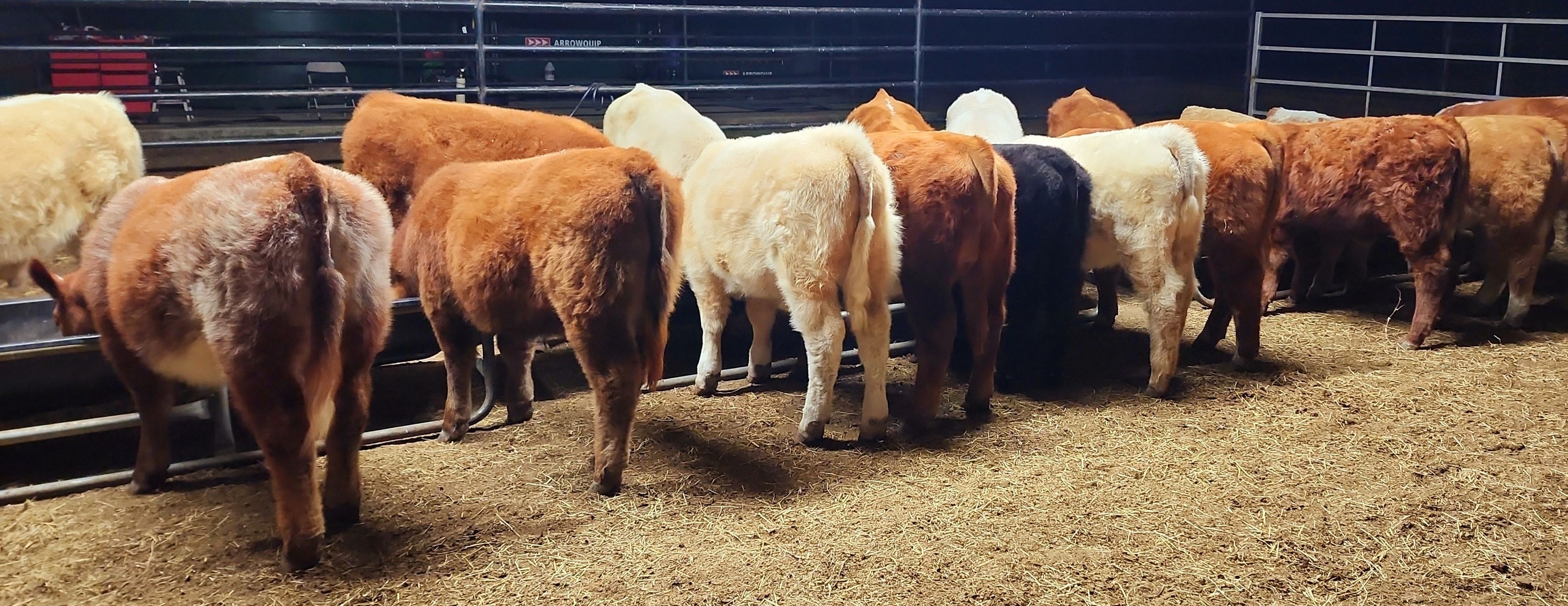 Sanders Show Cattle | Floresville TX