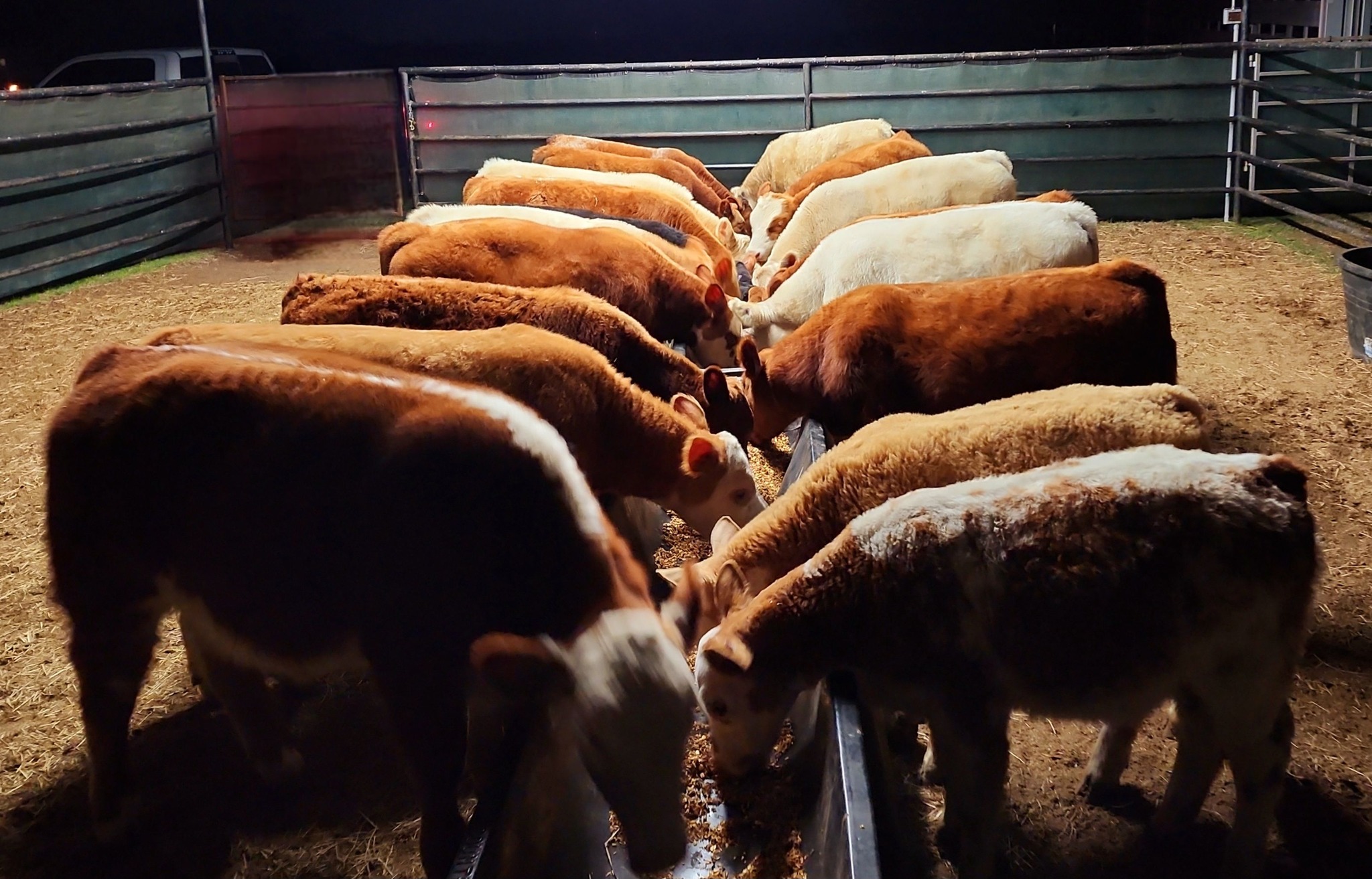 Sanders Show Cattle | Floresville TX