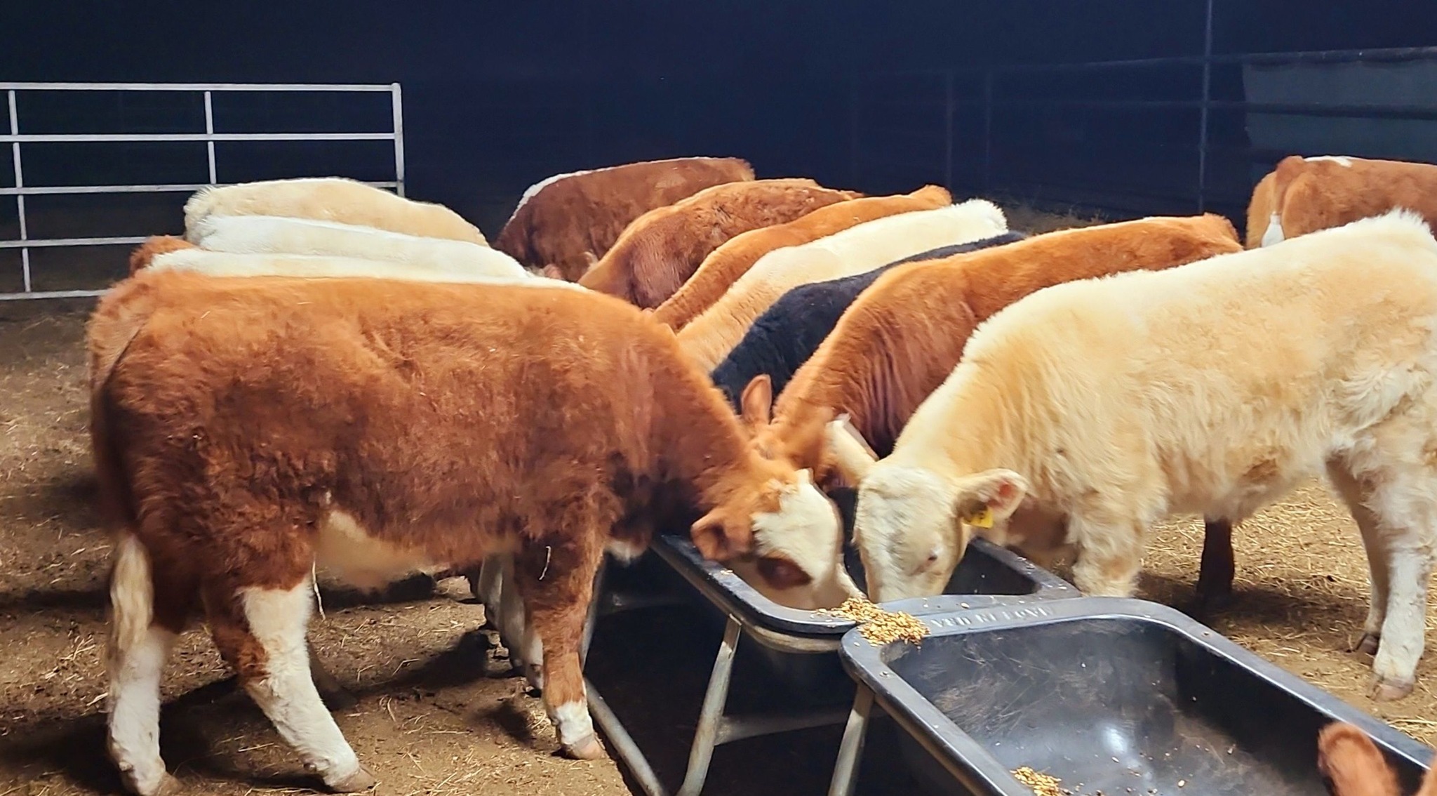 Sanders Show Cattle | Floresville TX