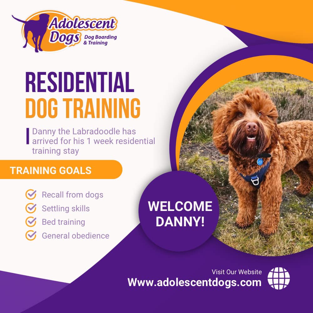 📢 Book a... - Adolescent Dogs - Award Winning Dog Training | Facebook