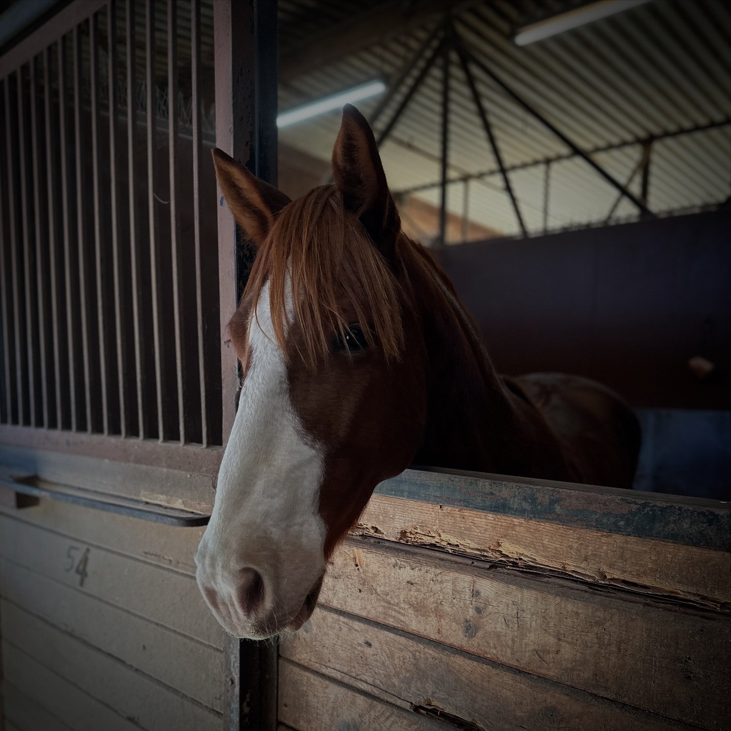 Triple R Boarding Stables | Glendale CA