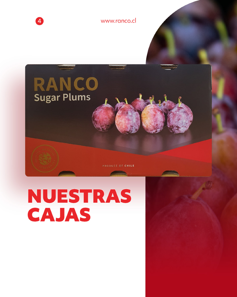 Ranco Cherries | Rancagua