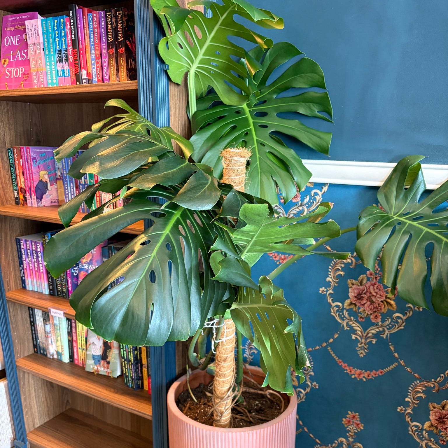 JuJu Plant Co. | Dayton OH