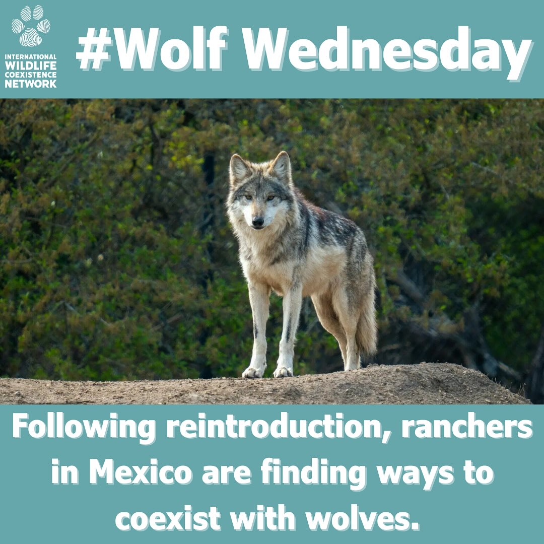 Rancher... - The International Wildlife Coexistence Network | Facebook