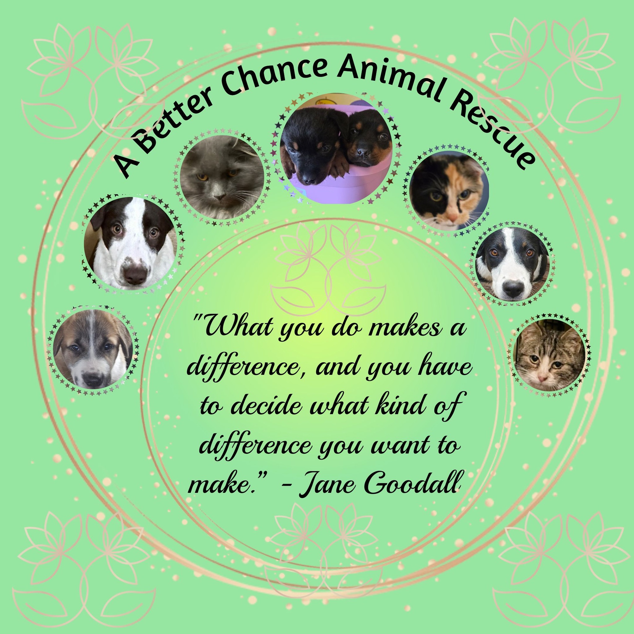 A Better Chance Animal Rescue | Pincher Creek AB