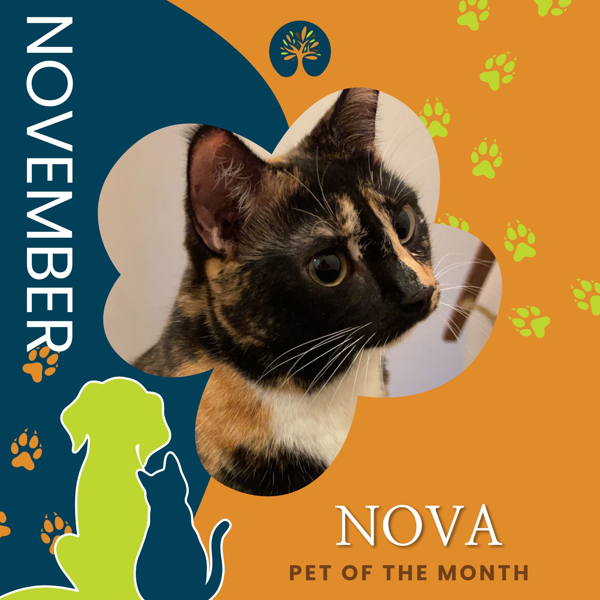 The Oaks - 🐾 November Pet of the Month: Meet Nova!🐾 🐱 Nova is a cuddly ...