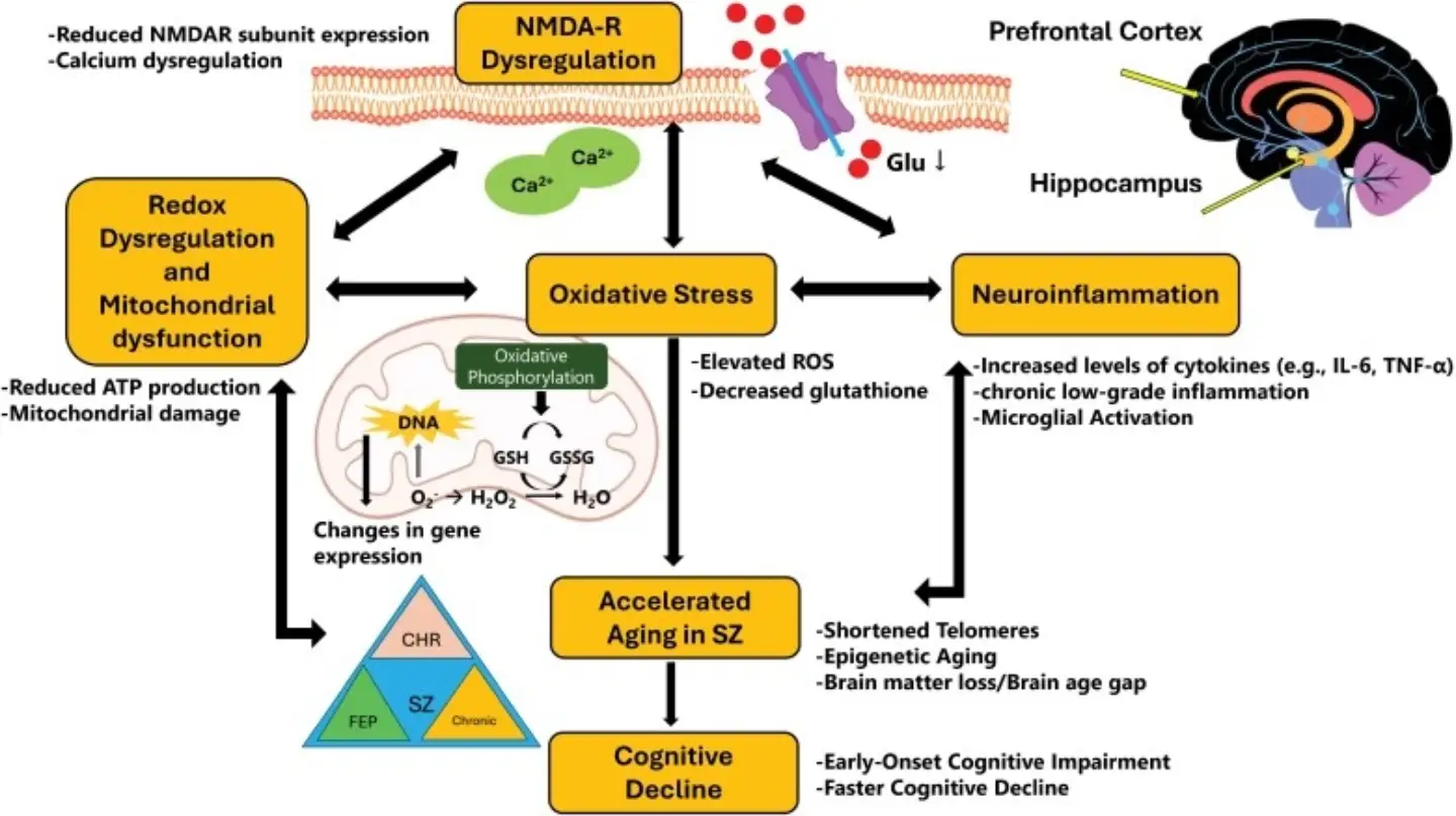 glutathione levels in schizophrenia 📝🖥️ READ DESCRIBTION BELOW Interconnected Immuno-oxidative Pathways and Accelerated Aging. Weerasekera A, Dost Ö, Fei D. Aging in Schizophrenia: Perspectives on Molecular Mechanisms and a Mini-review. Schizophr Bull. 2026 Mar Ketorolac AKA Toradol Add