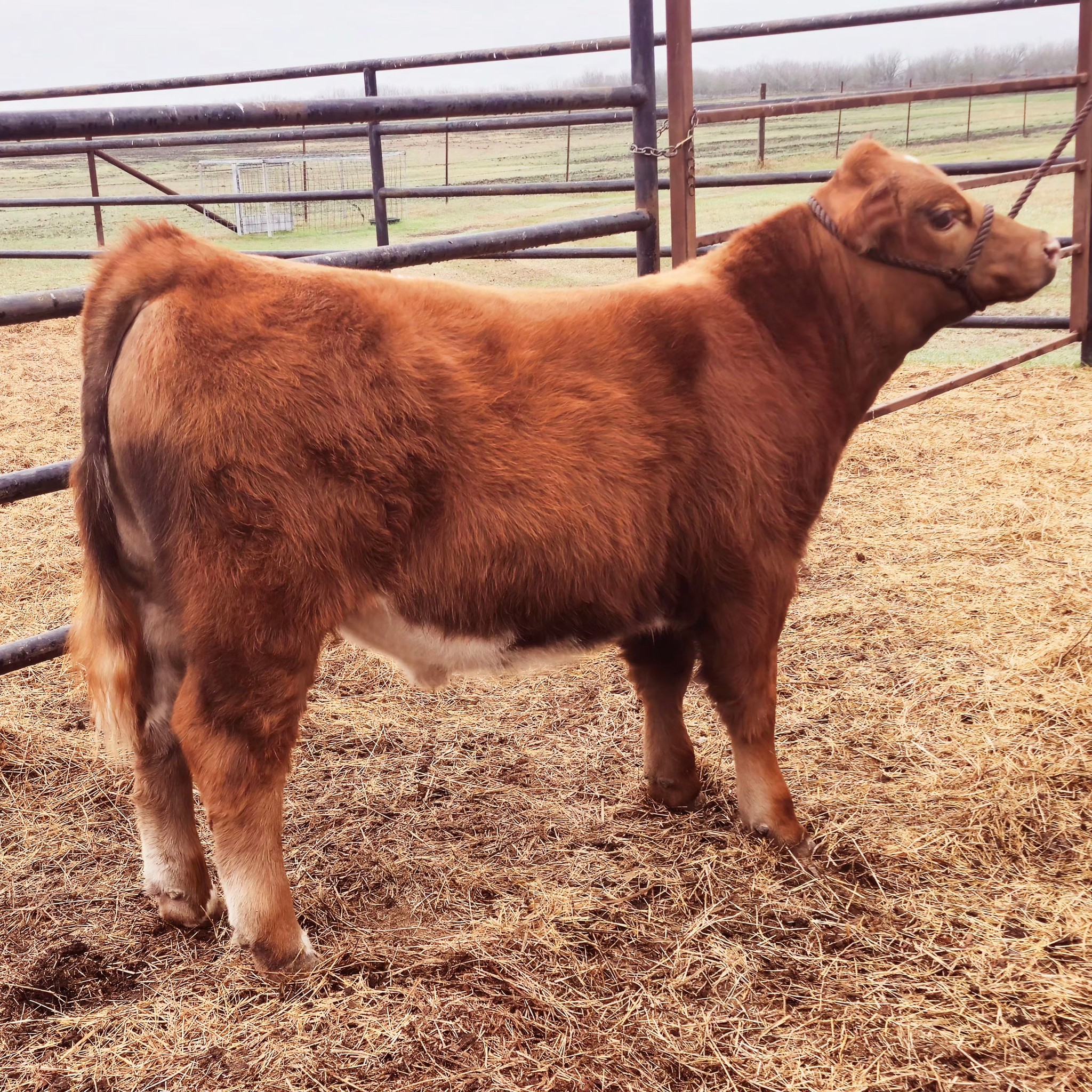 Sanders Show Cattle | Floresville TX