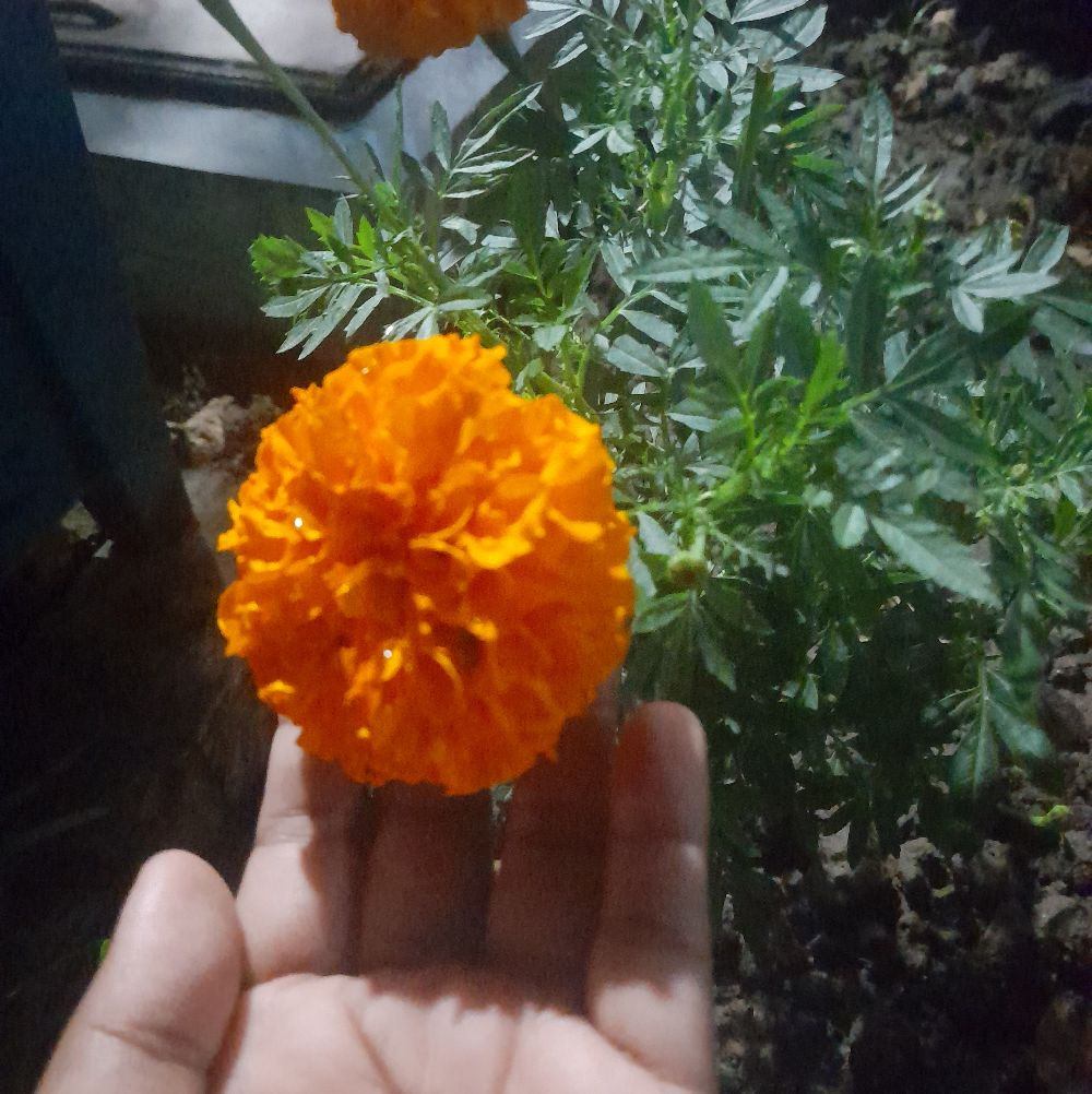 Taseena Unaisa | Khulna