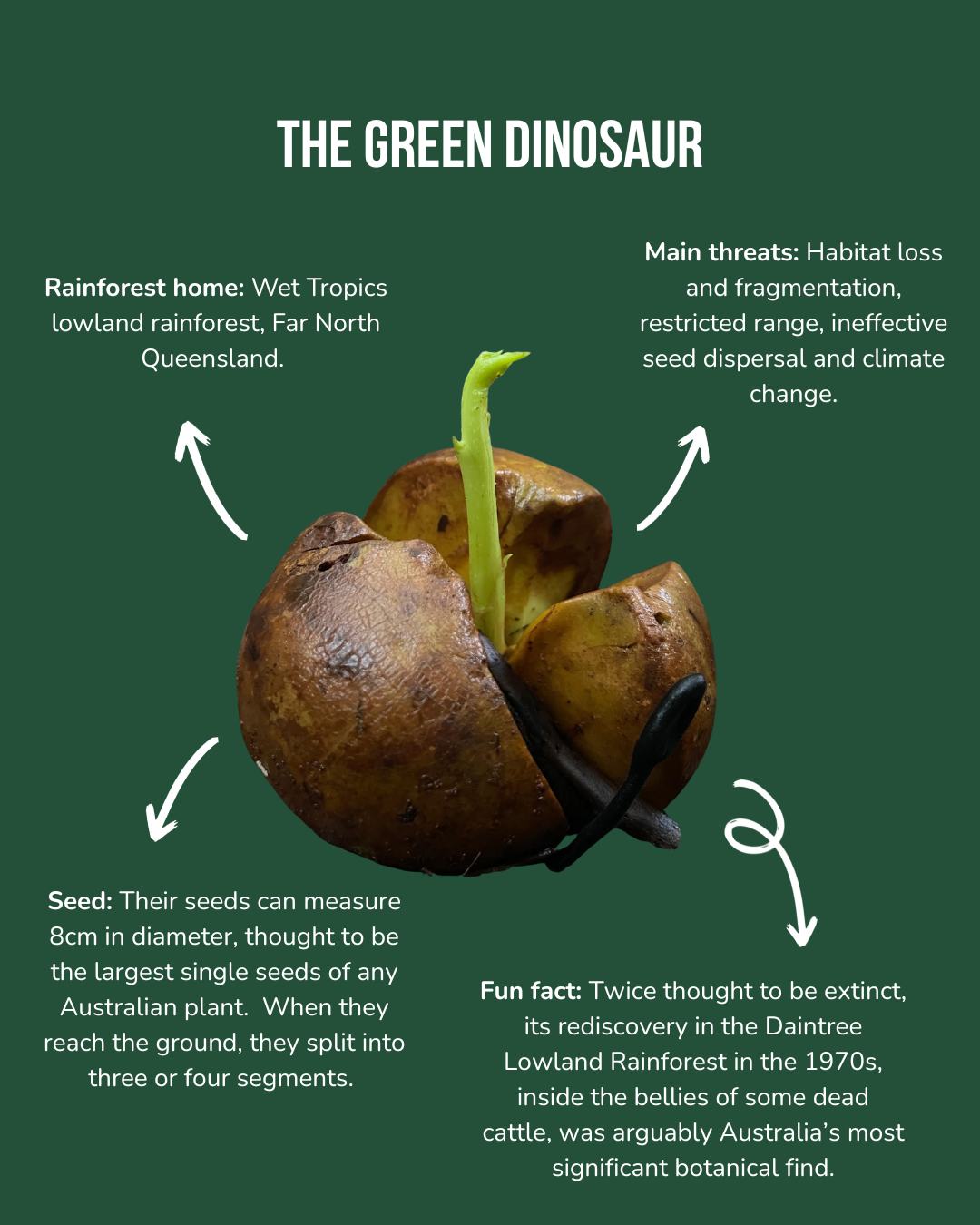 Save the Daintree Rainforest - A significant forest of Fan Palm ...