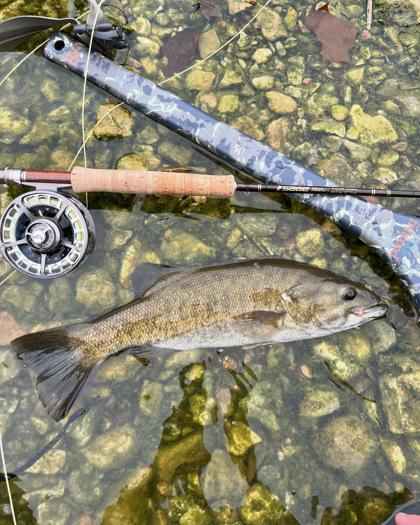 Sage Graphite III 690 RPL rod 6 weight review and information