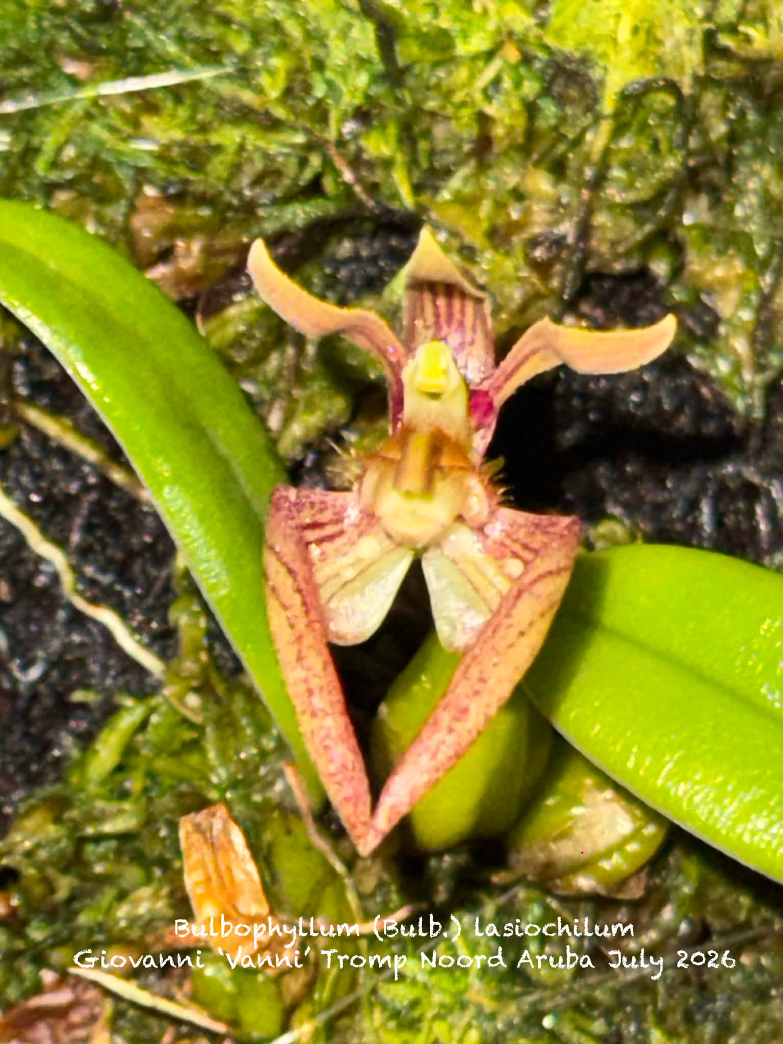 Ansellia Africana alba