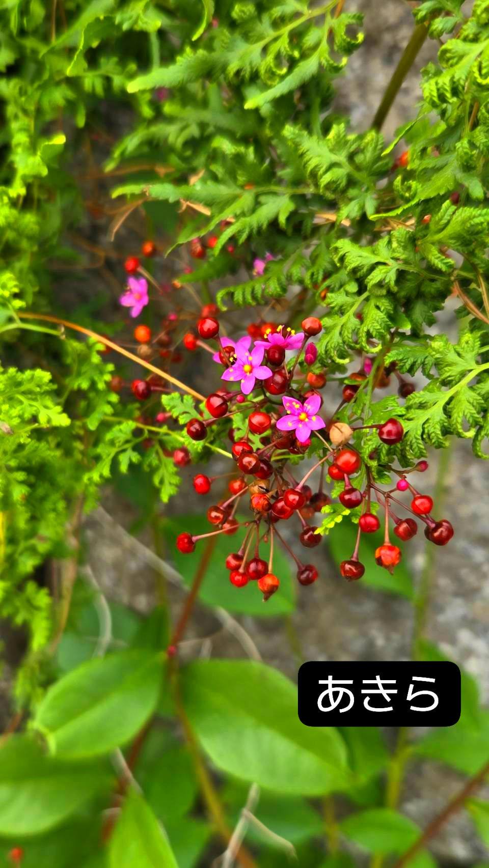 🌿🌸美しさを魅せるお花達🌸🌿【2026.9.3】