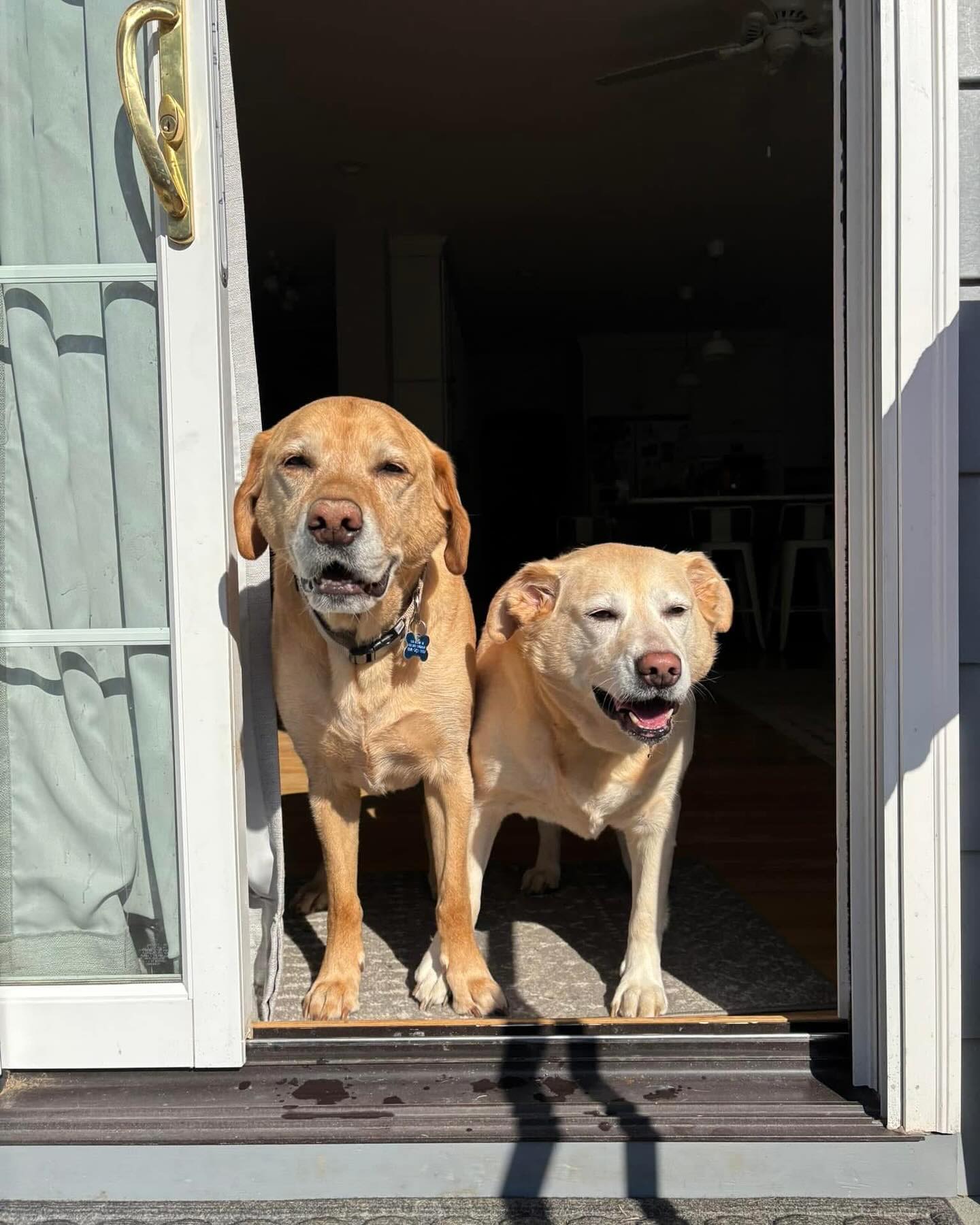 Lab Rescue of Greater Richmond | Midlothian VA